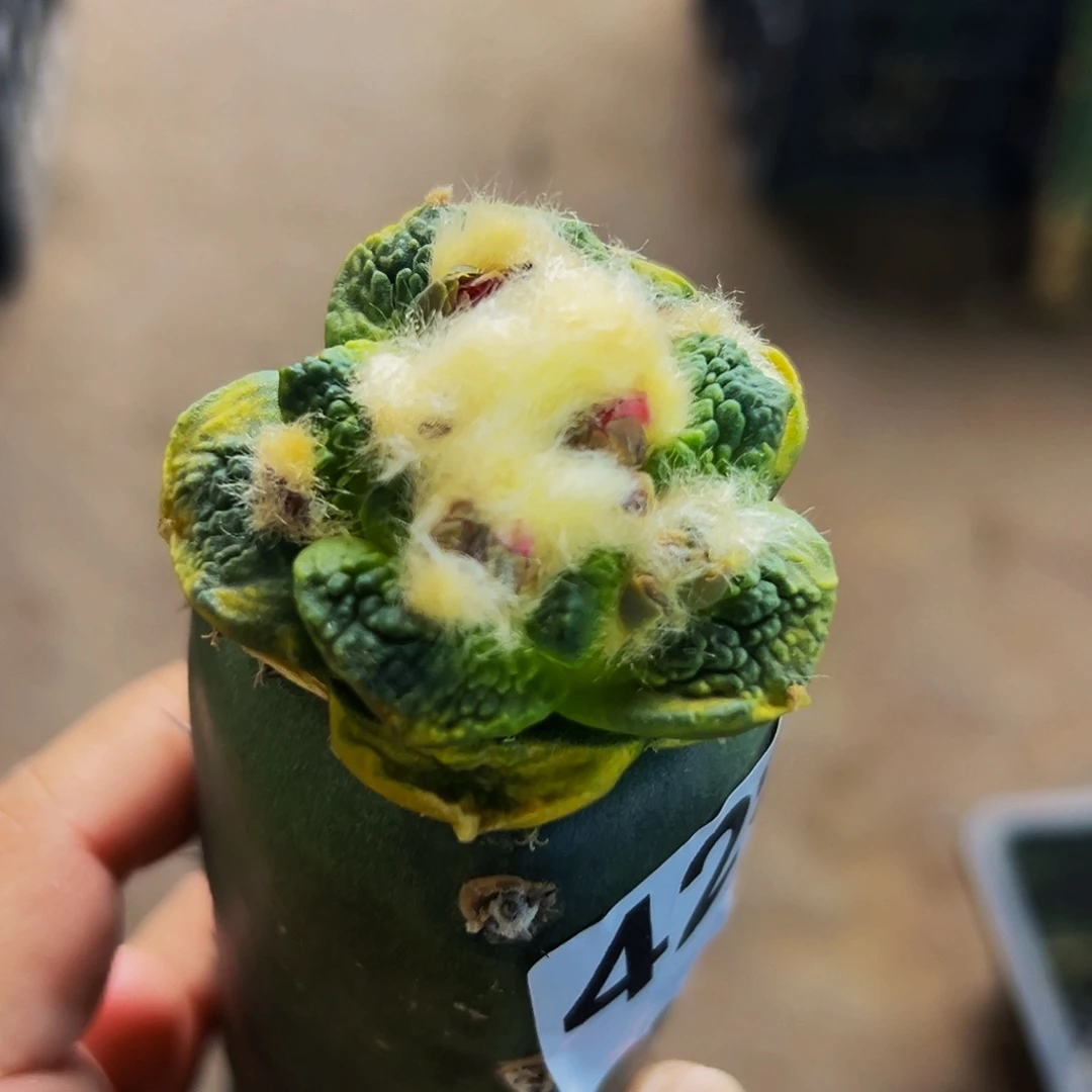 无花朵龟甲牡丹锦429