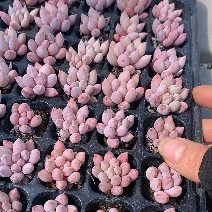 85-86 多肉植物盆栽花卉植物