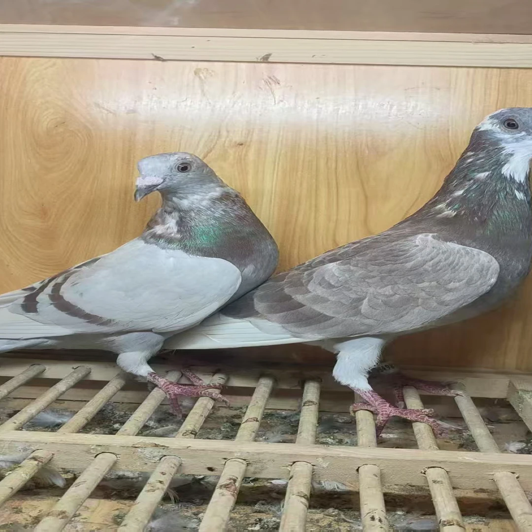 成绩鸽，成绩鸽，羽点，瓦灰，黑色，红色，白色，仓白，麒麟花等