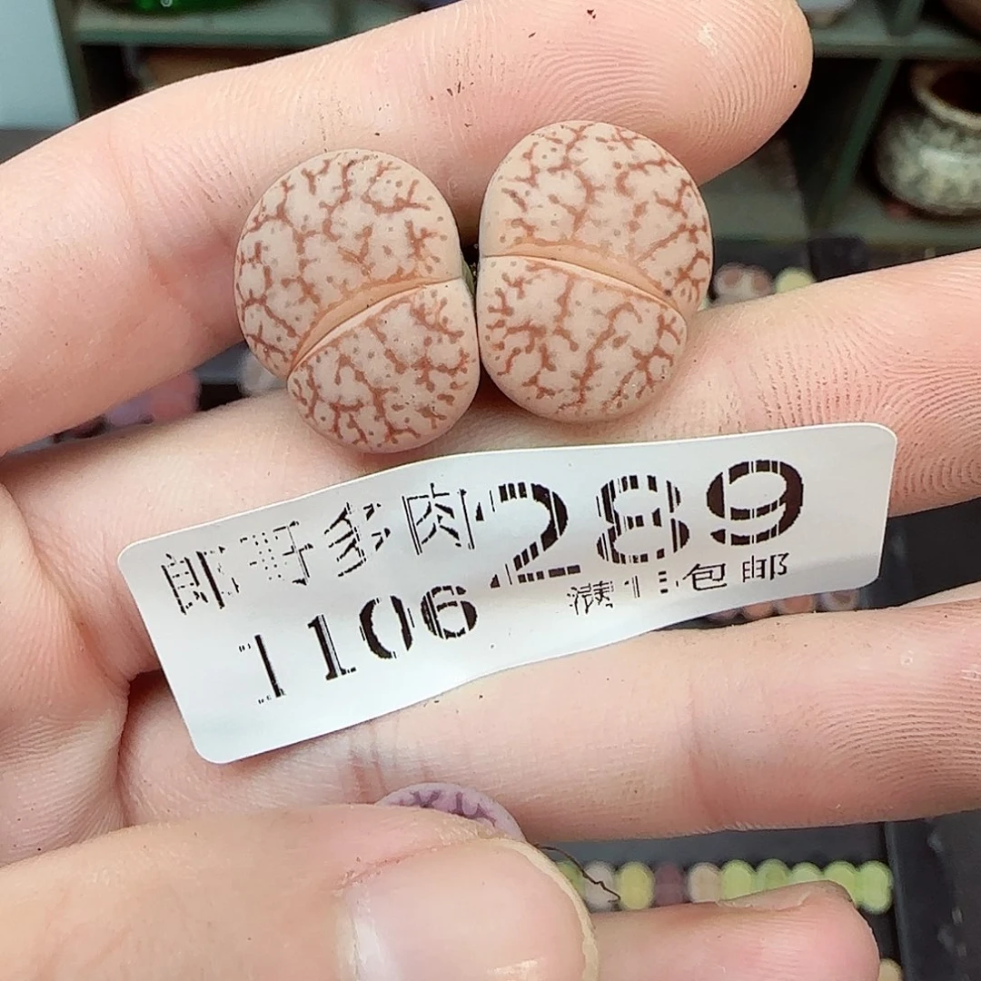 阳****满满18包邮1106-289