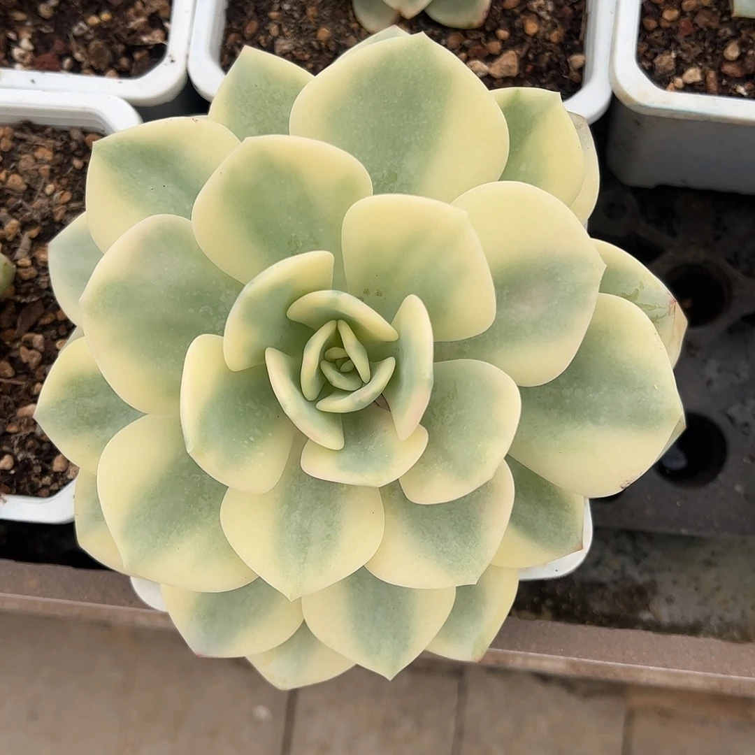 白月光锦 婕宝一物一拍