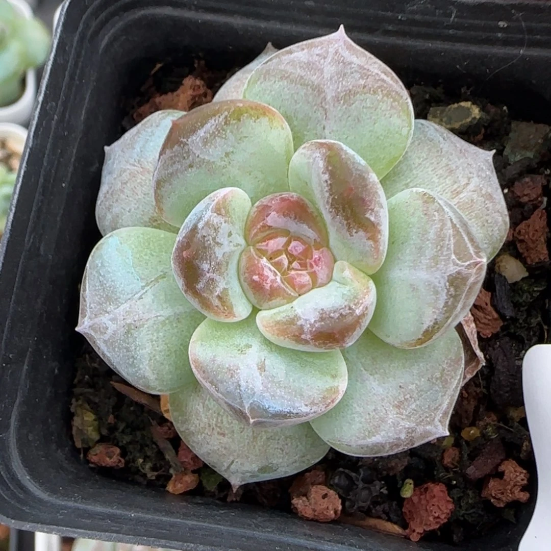 小卡拉米糖心一物一拍