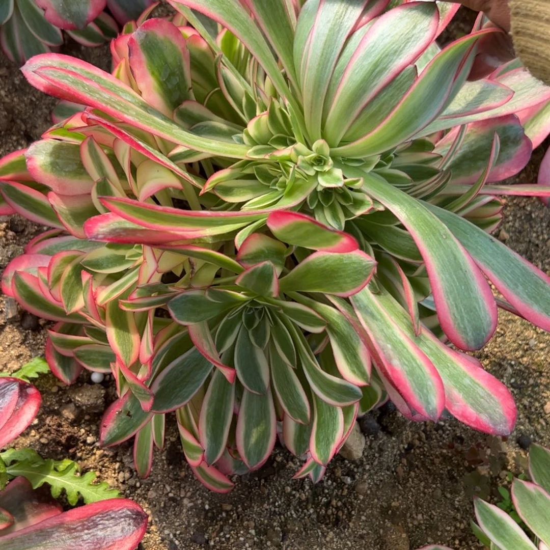 37桃夭多肉植物一