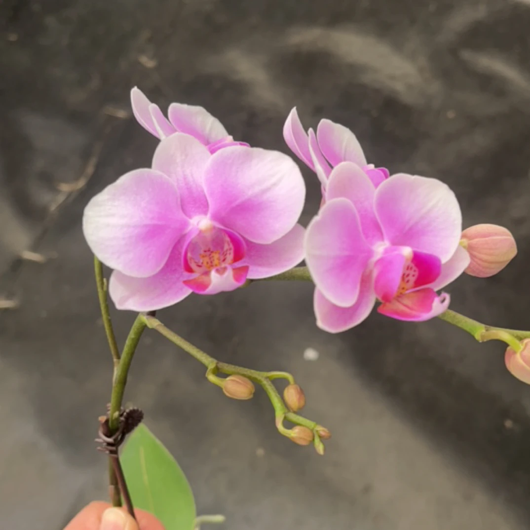 鲜花《麦兜》蝴蝶兰云南源头基地直发