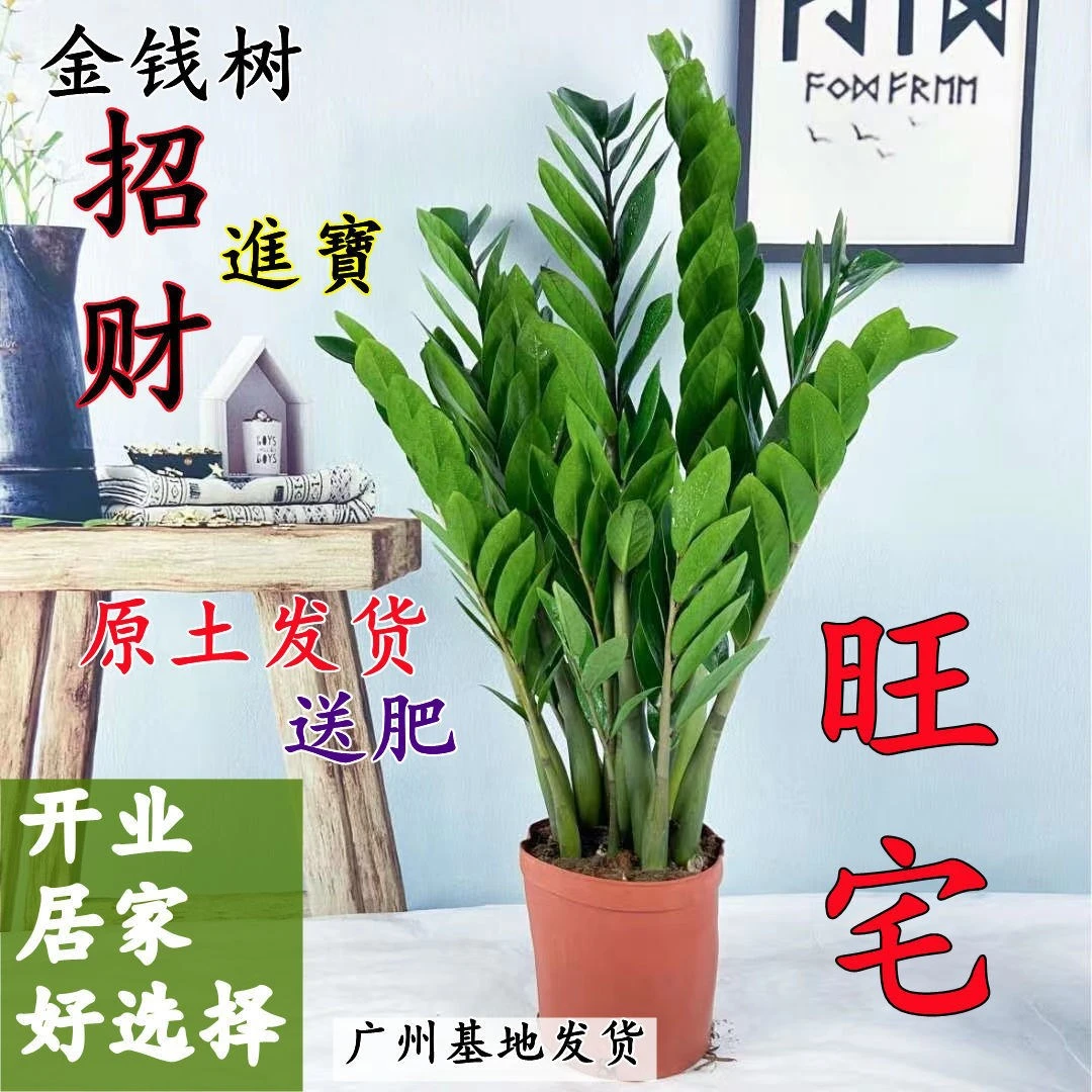 【四季好养】金钱树盆栽植物室内钱串子招财客厅绿植花卉四季常青