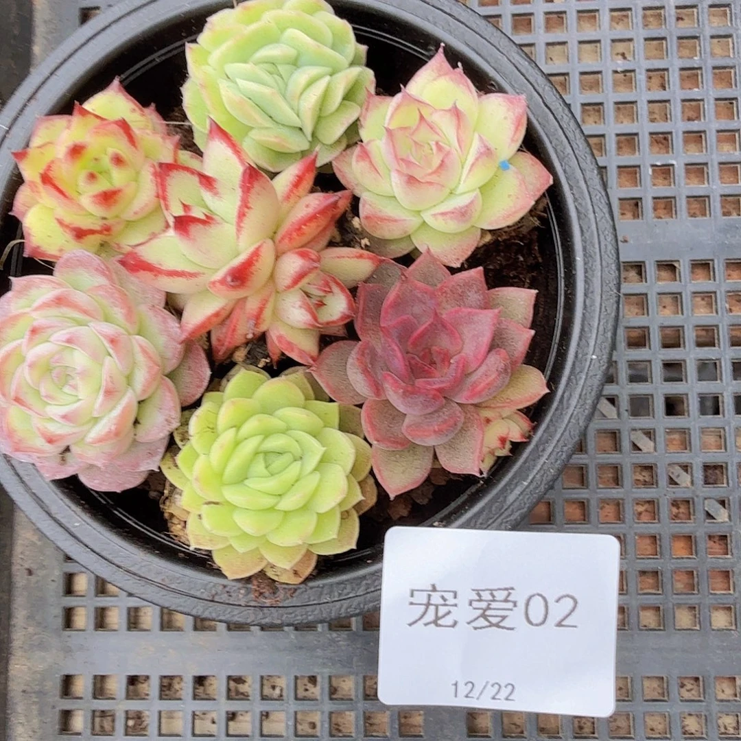 直播福利一物一拍02