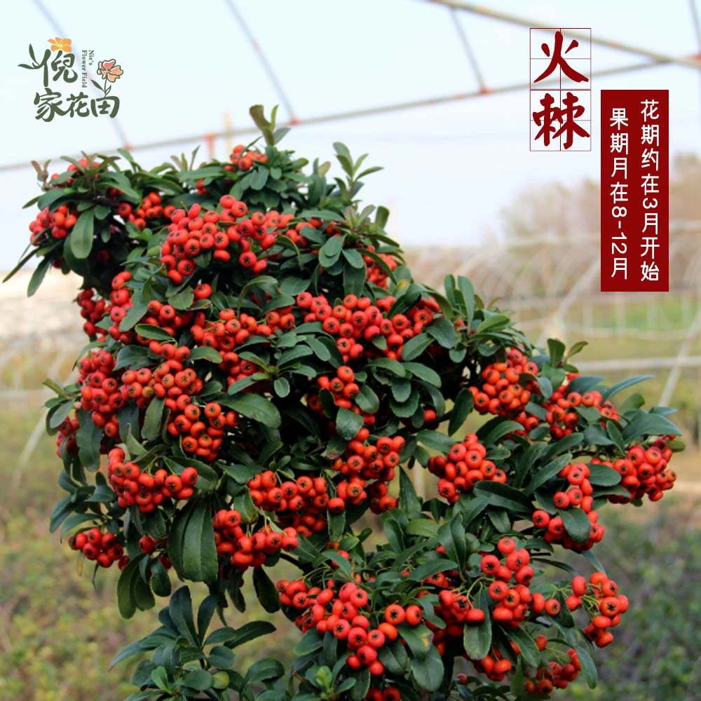 火棘盆景带果室内室外可养