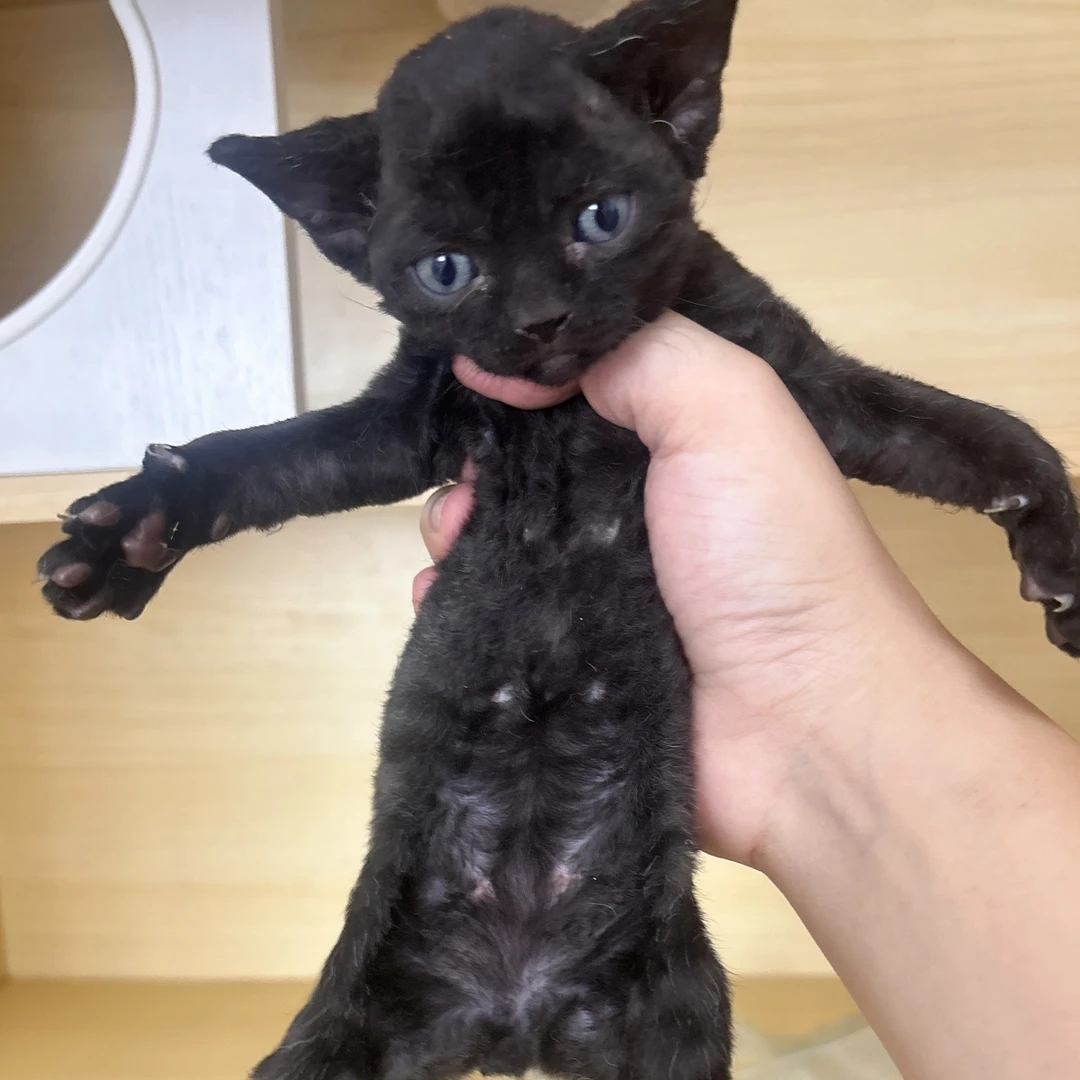 纯黑德文卷毛猫弟弟