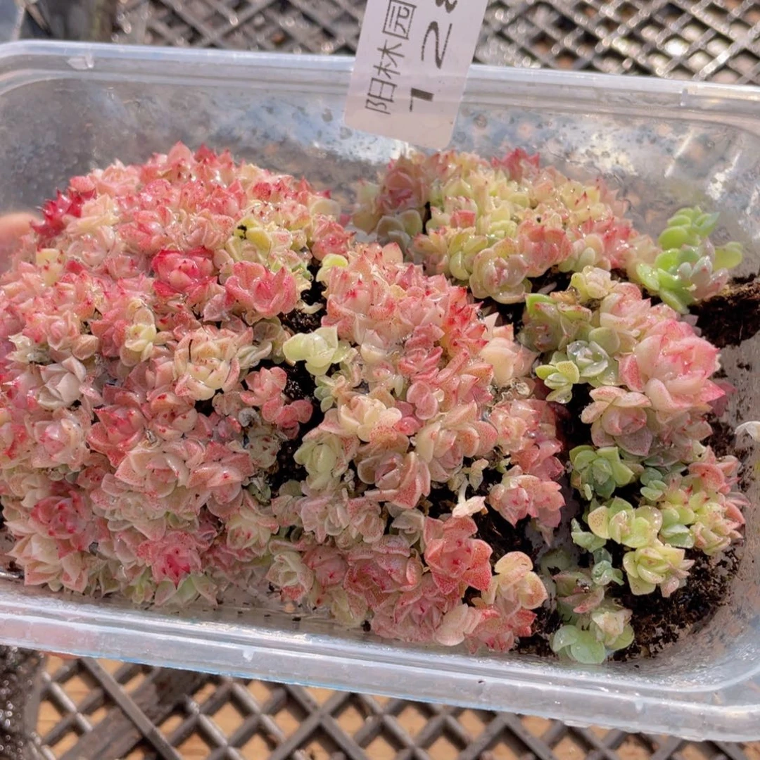 多肉植物多肉植物128