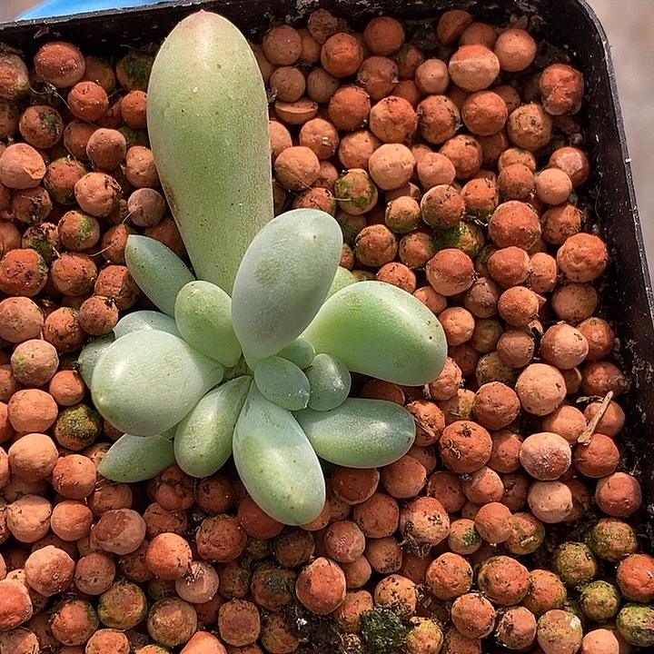 萤火虫有锦基因多肉植物