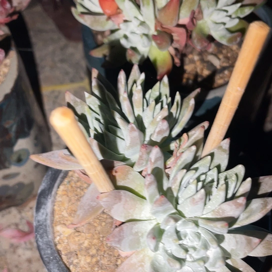 黑巴伦白菊sp仙女杯