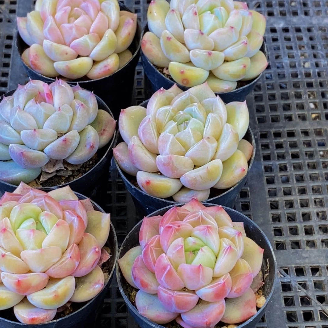 222的人生态度是一种态度