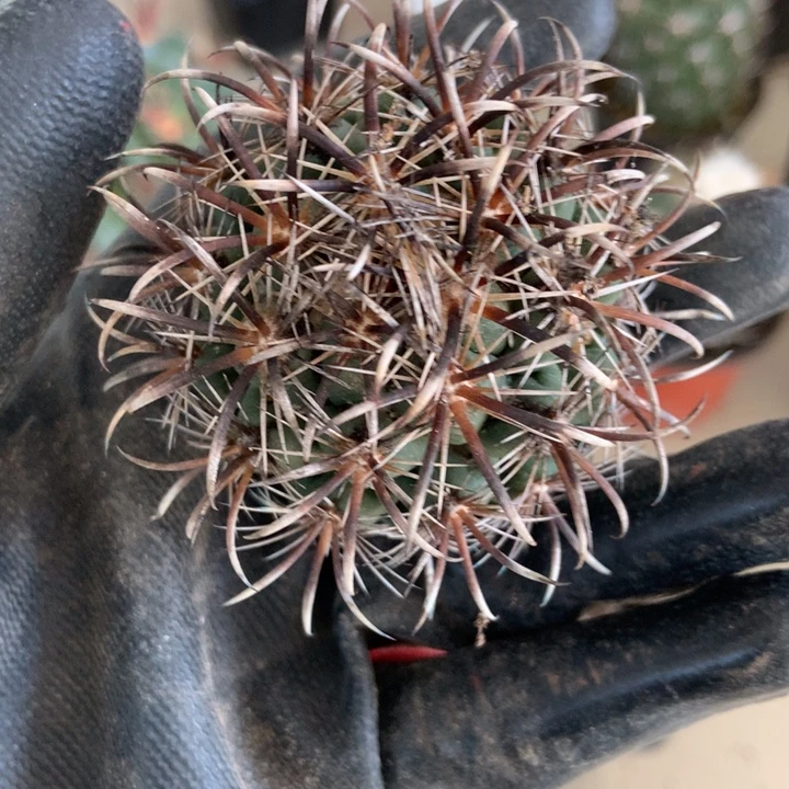 特价清仓凤舞仙人球