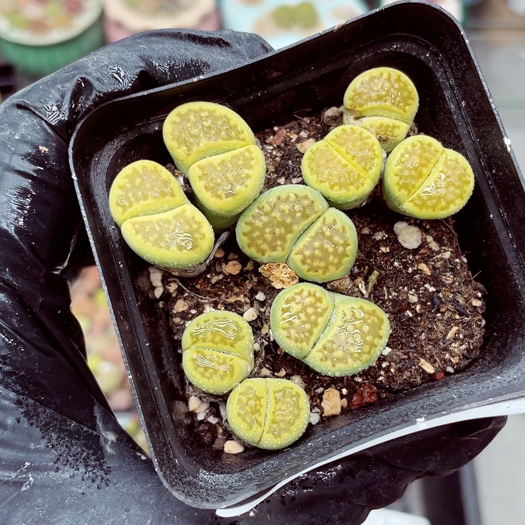 生石花满18包邮0926-272