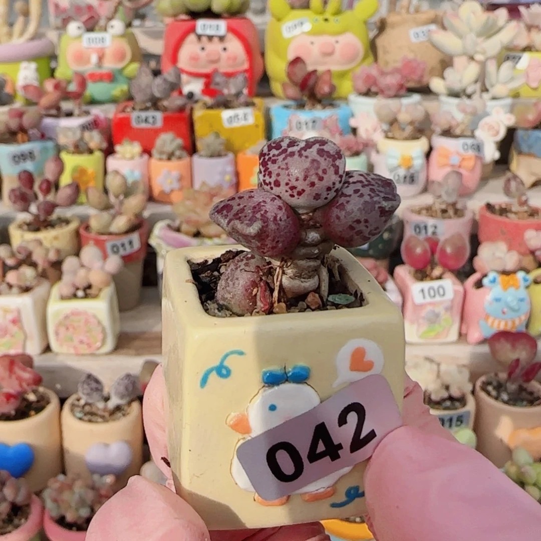 可爱猫耳海豹 盆口2.5cm