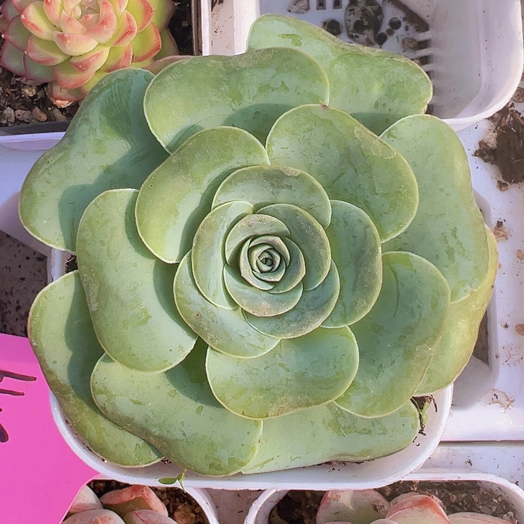 水蜜桃圆球19包邮多肉