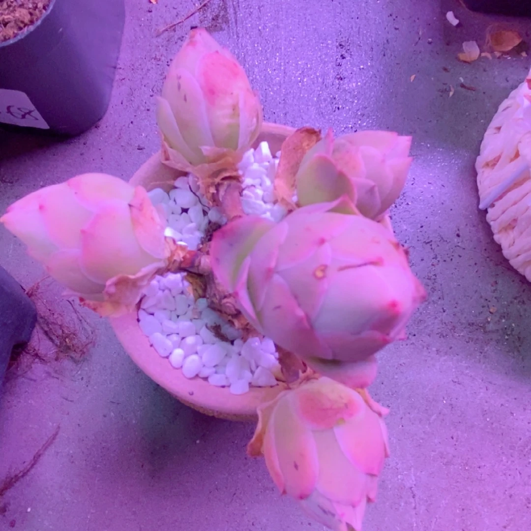 山地玫瑰下播福利一物一拍189帕尔玛群带盆