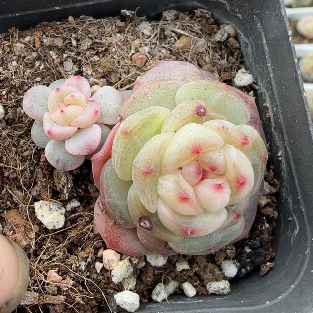 静***心多肉小卡拉米糖心一物一拍