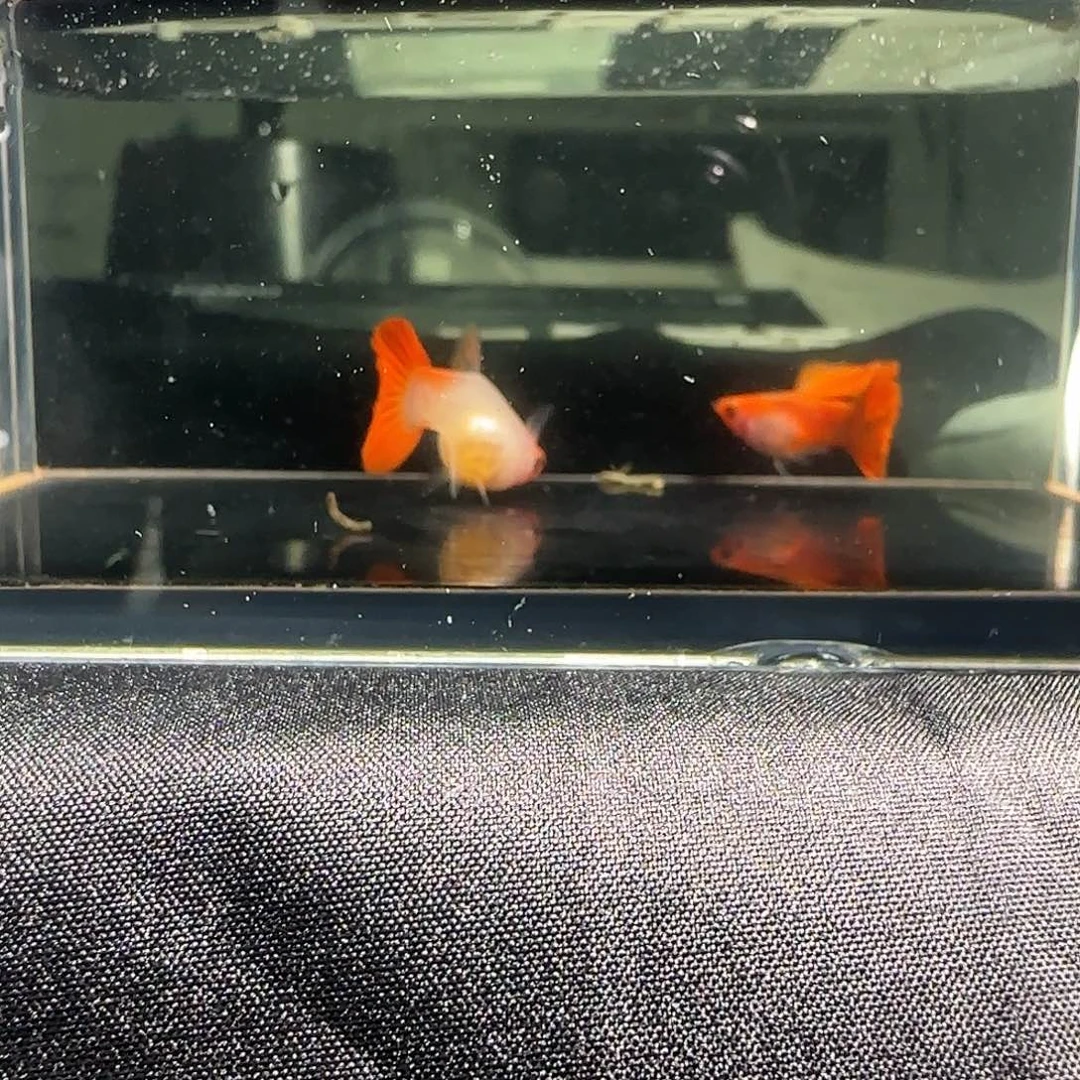 孔雀鱼关注主播可以竞拍