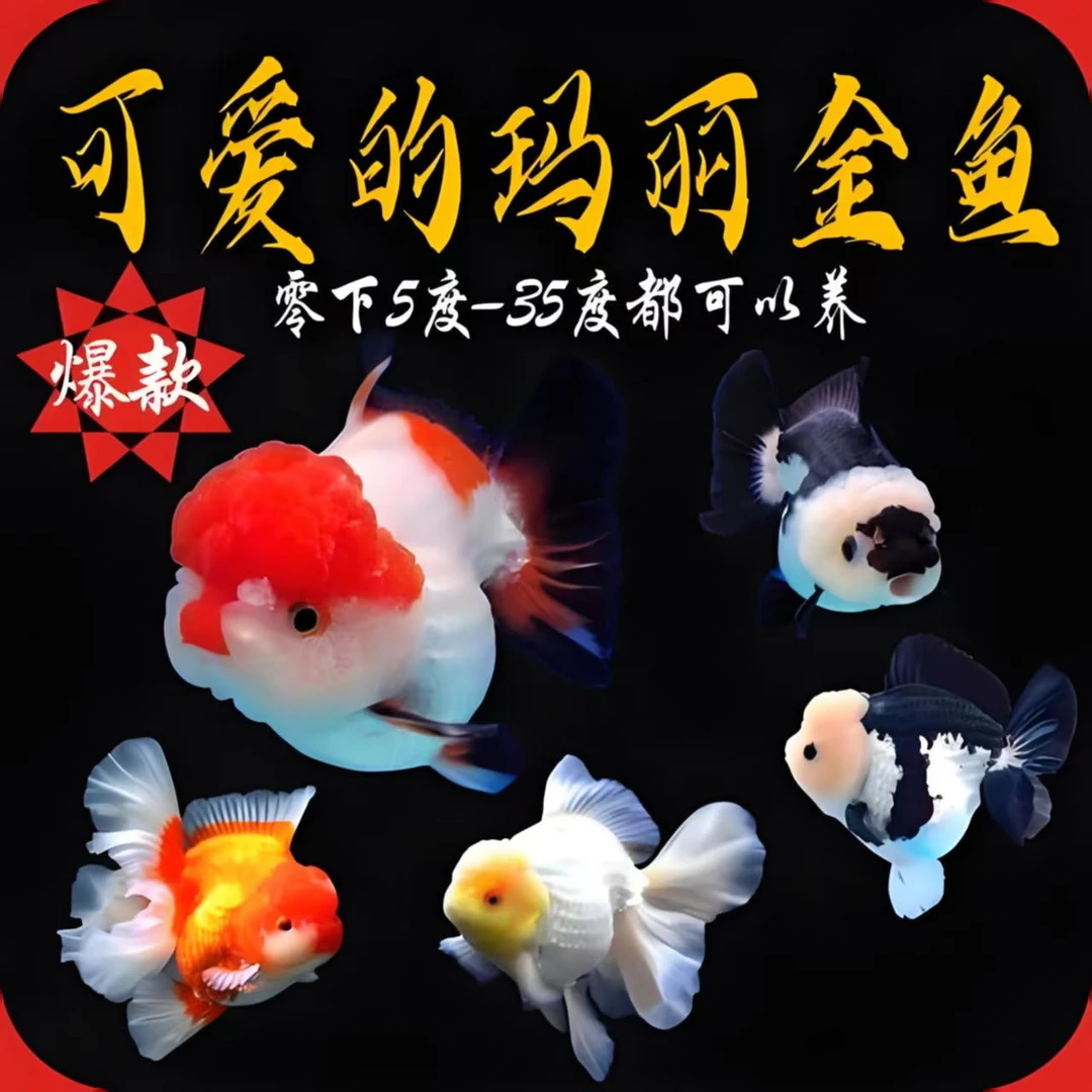 精品3条 兰寿 泰狮  元宝狮 金鱼【8—10厘米】