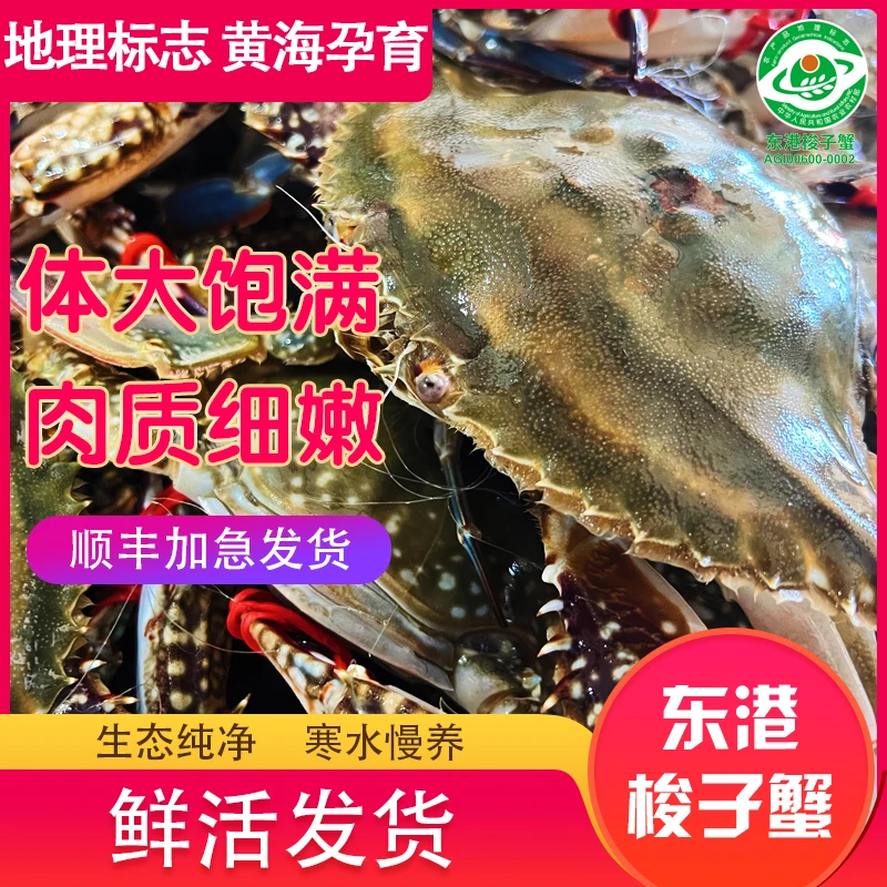 【保鲜不保活】丹东东港中母梭子蟹飞蟹2-3两/只2-3斤装不保全腿