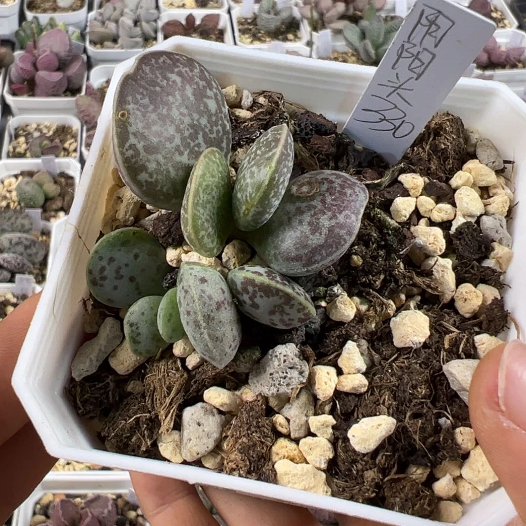 姝****阴阳头花蛋有干疤特价