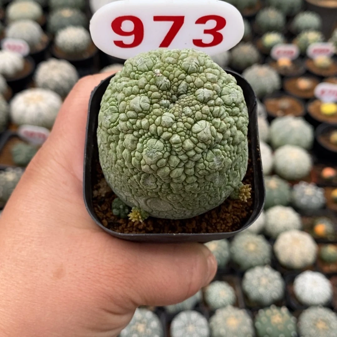 973福利来了哦亲