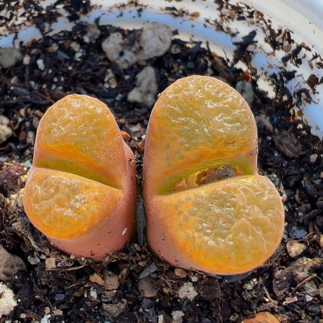 77多肉植物百科植物