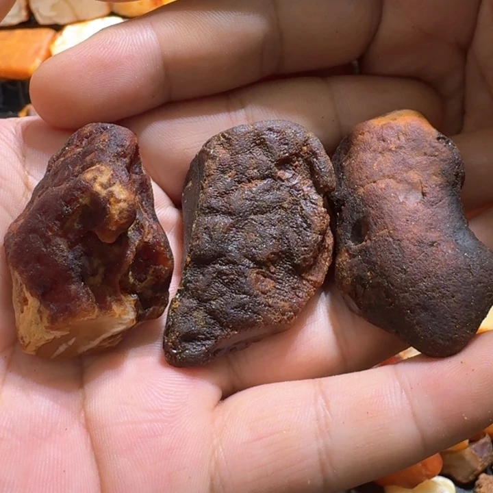定制琥珀未镶嵌熊**哥专拍