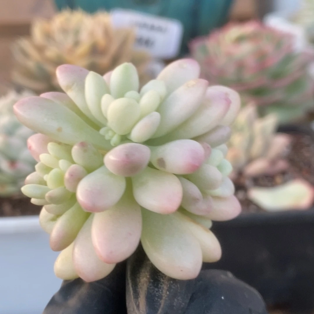 001鱼子酱锦锦锦锦锦