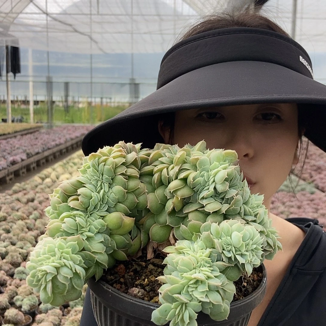 昂斯诺缀高板随机