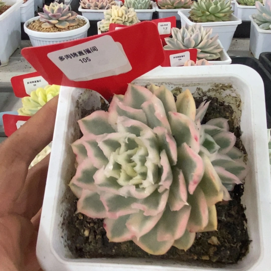105号紫蝴蝶锦多肉植物