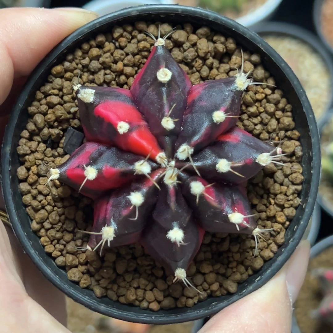 米哈锦侧芽自根带盆土发货6