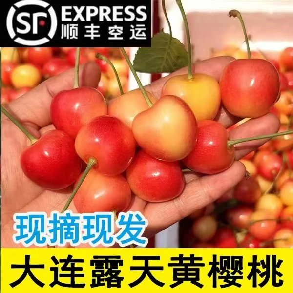 【北纬38度】大连露天黄樱桃2-3斤冰糖脆口感2-5J顺丰空运
