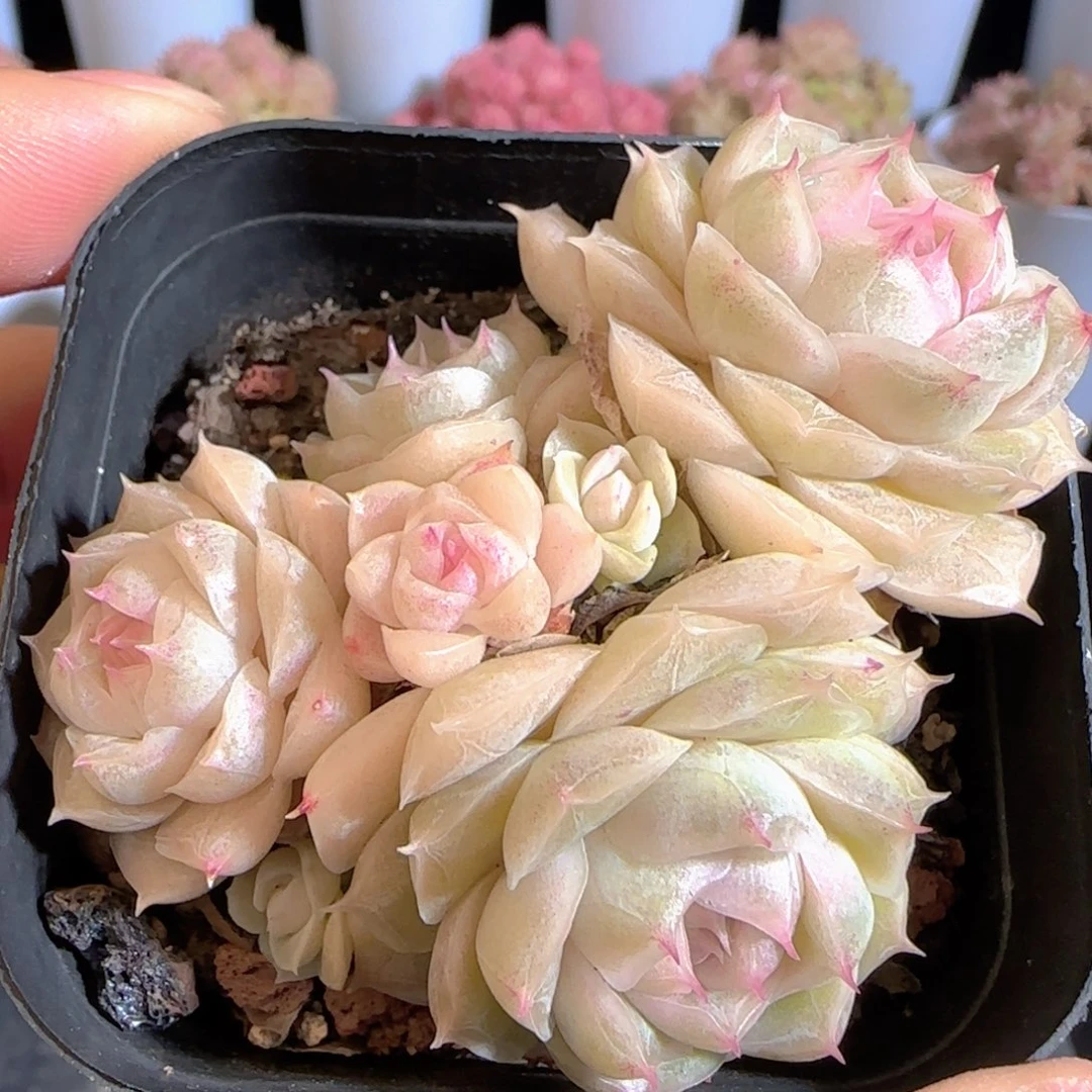 多肉0104-06麦秆开播福利