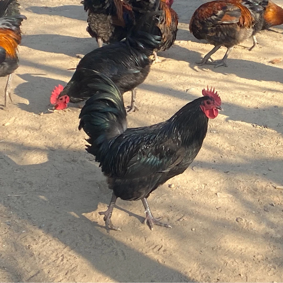 沂蒙山粮食公鸡正宗粮食公鸡当年公鸡4斤以上