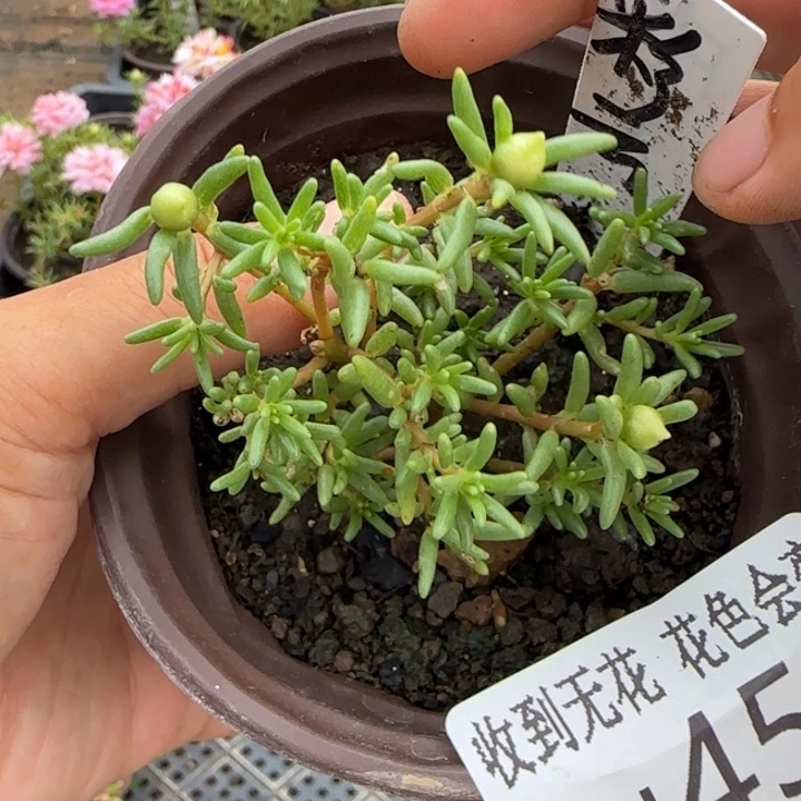 无花朵J045超小苗盆口10cm可能有虫糖宝