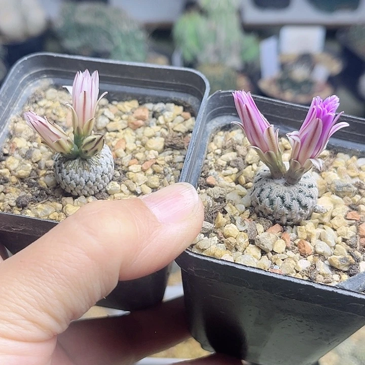 2颗双色中筋精巧殿实生1.8，1.9cm