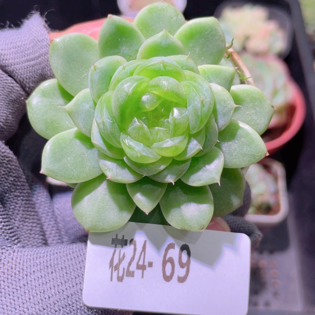 花利美24-69霜雪