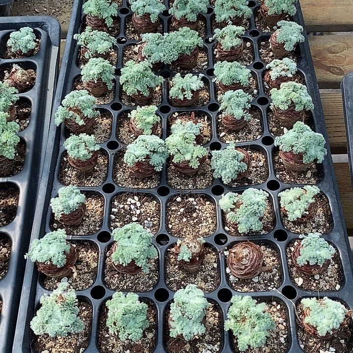 羽叶洋葵2.5厘米➕一棵