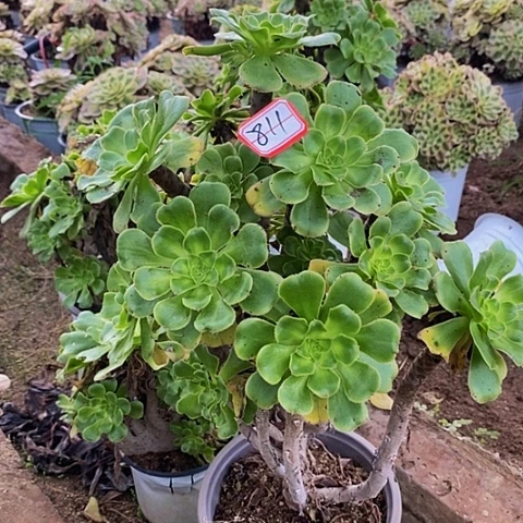 ╭***心霓裳老桩捧花法师811号