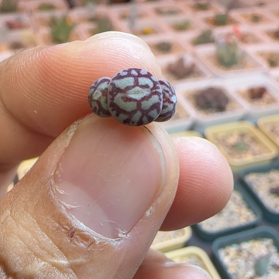 八重墨多肉植物一颗