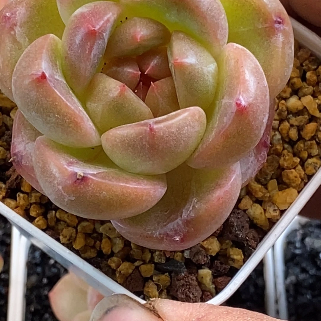 天官赐福百无禁忌