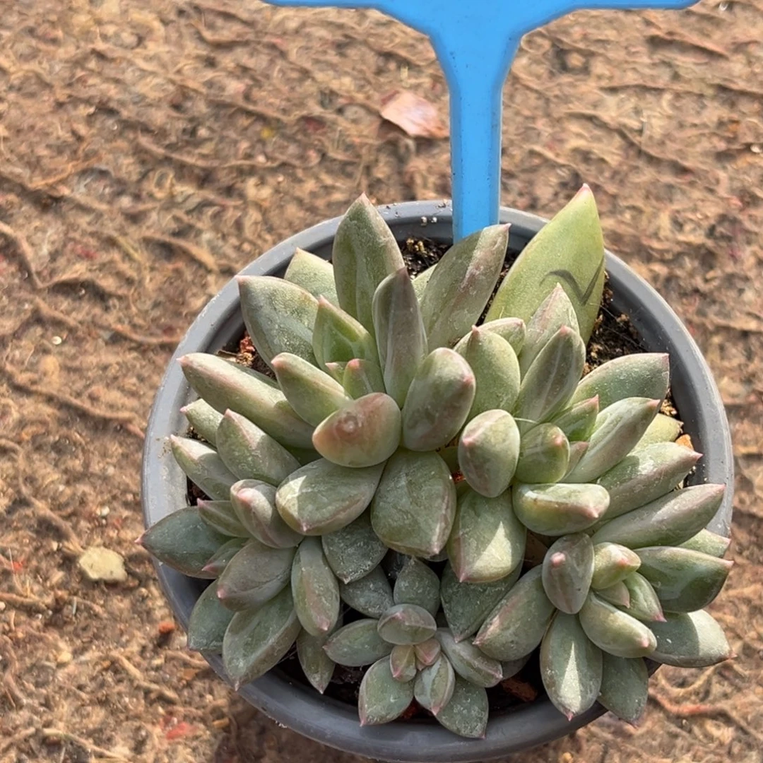 紫月一物一拍024.