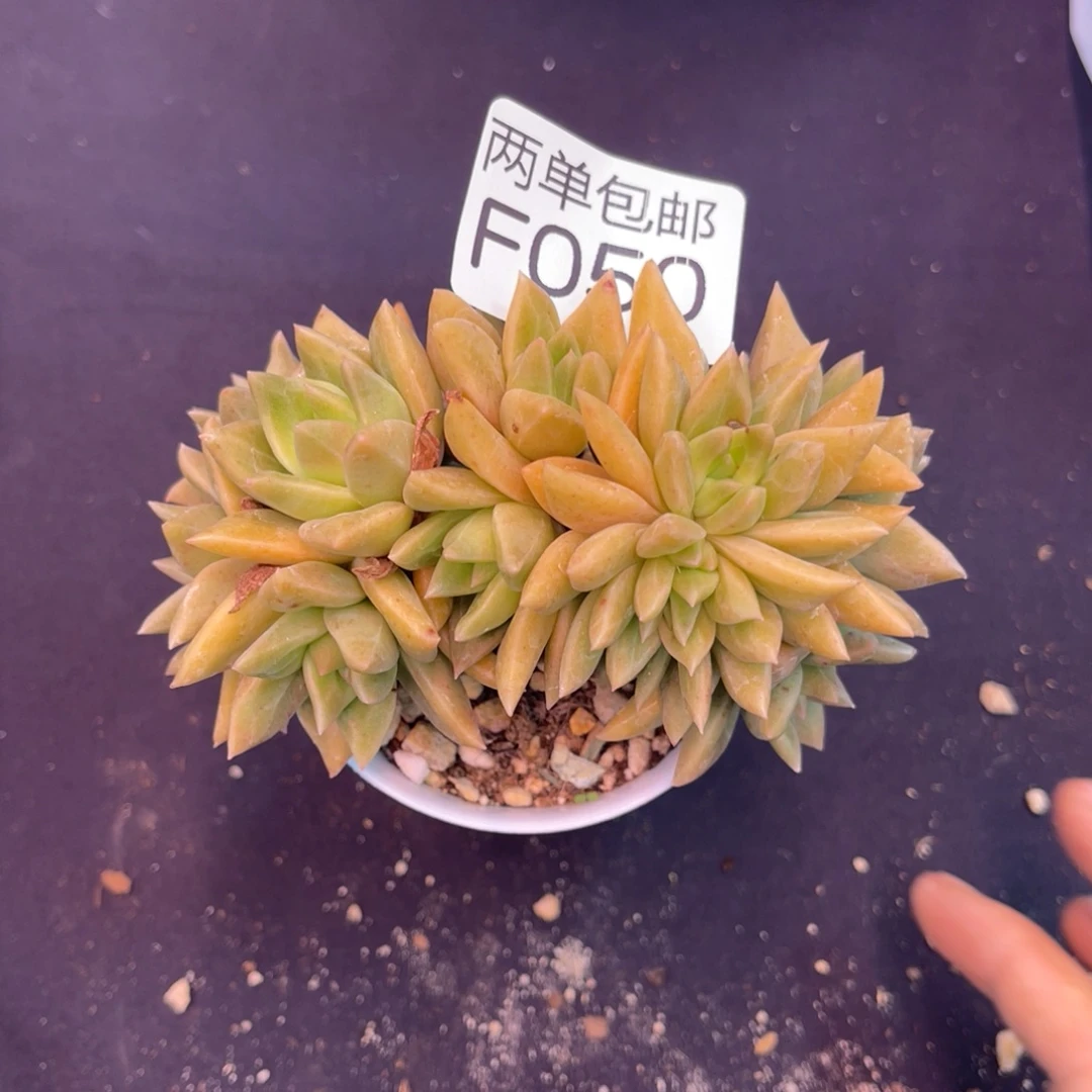 哈哈哈哈哈哈哈050