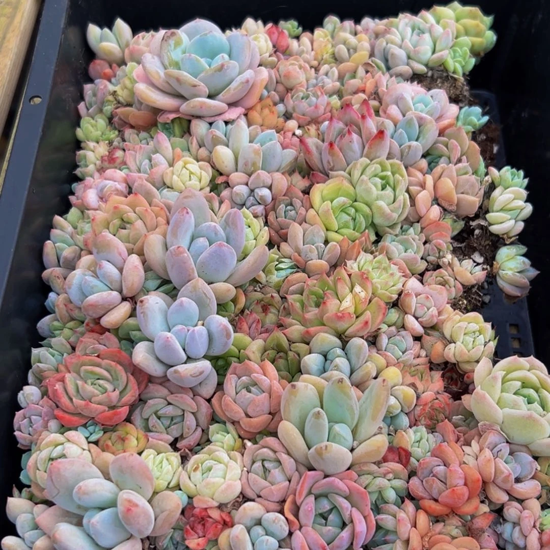 437多肉的小龙虾和一个