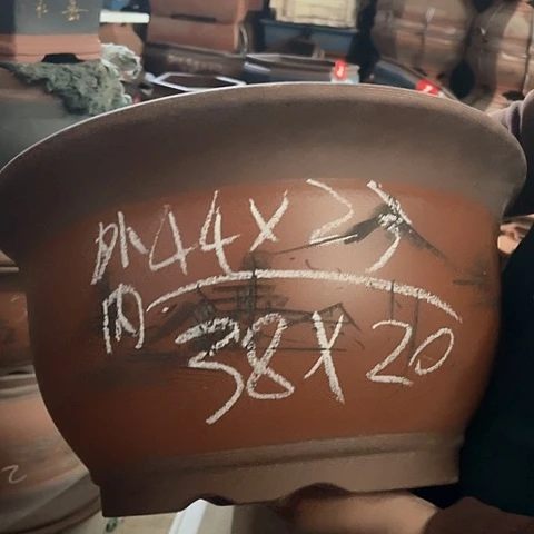 紫砂花后大金钟一个