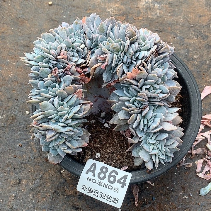 白茶缀化 默认瑕疵 全场8折 .需要延迟发货