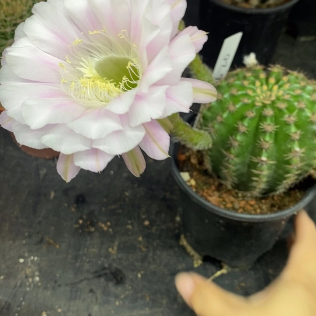 【闪购商品】彩草脱土去花1620自根