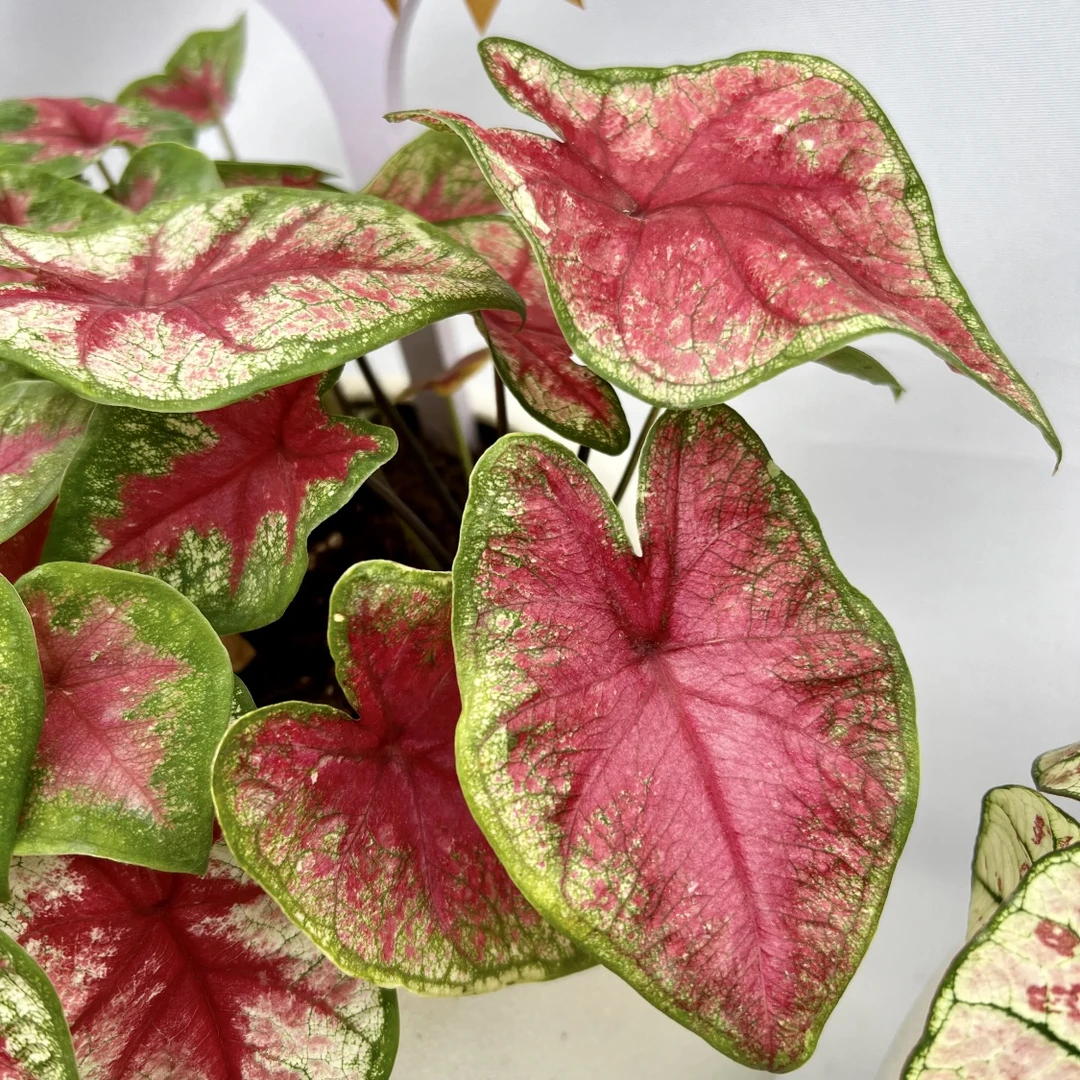 【泰国光辉】彩叶芋网红ins风室内盆栽彩叶观叶类懒人植物